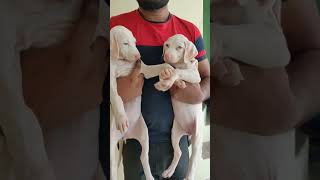 Rajapalayam female puppies for sales || இராஜபாளையம் நாய்குட்டிகள் விற்பனைக்கு