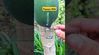 Milking Papaya Fruit Sap #nature #papaya