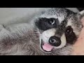 Special needs raccoon is so loving to mom