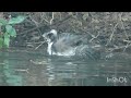 あんた暇だね オオタカとカラスのいざこざ　you must have a lot of time on your hands.　 goshawk crow 三宝寺池