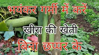 खीरा की खेती। गर्मी में खीरा की खेती। खीरा की खेती कैसे करें । Cucumber pharming।