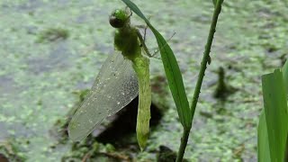 Freshly emerged Eastern Pondhawk Dragonfly braving a rainstorm