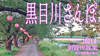 朝霞市散歩【黒目川さんぽ】2021.4.埼玉県朝霞市溝沼