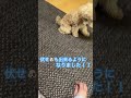 【トイプードルのココ】伏せ🐶もできるようになりました🤩🩷日に日に成長する、我が家のお嬢様です🐶🩷❤️ cuteanimals dog トイプードル 子犬 トイプー 犬のいる暮らし