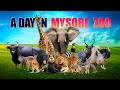 A Day At Mysore Zoo 2023 | Full HD | Mysuru Mrugalaya | Sri Chamarajendra Zoological Gardens |Mysore