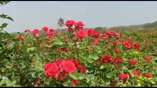 Button rose mirrable harvesting ಗುಲಾಬಿ ಕೃಷಿ