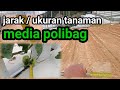 BERAPA JARAK TANAM ATAU UKURAN MEDIA POLIBAG YANG IDEAL DAN BESERTA CARA BUAT LAHANNYA