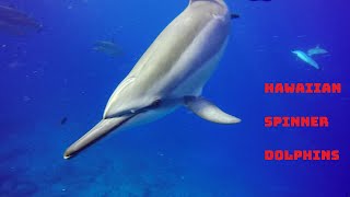 Hawaiian Spinner Dolphins Documentary.