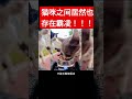 猫咪之间居然也存在霸凌！ 我是youtube小百科 我是shorts小百科 知识shorts计划 熱門 推薦 科普 科普知识 science 知识 新渡戸まねい nitobemanei