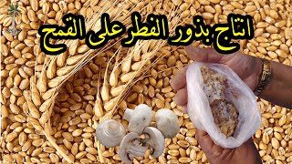 زراعة بدور الفطر على حبوب القمح  -  Mushroom cultivation