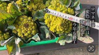 家庭菜園　種マキから7ヶ月のロマネスコは　劣化が原因で茶色に変色したのか？また新たな課題が出来たなと　今年も満足な物は育たず終了