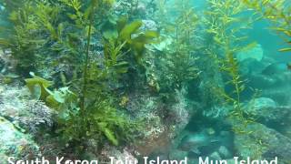 South Korea, Jeju Island, Munseom Island,Scuba Diving