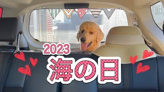 2023海の日の過ごし方#スタンダードプードル#大型犬#熊本弁#へそてん #へそ天