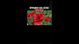 마0 성분이 없는 양귀비 ' 개양귀비'의 놀라운 효능 학명: Papaver rhoeas