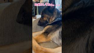 【しょんぼりシェパード】飼い主に置いていかれたシェパード #germanshepherd #シェパード #ジャーマンシェパード #shorts