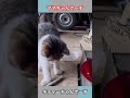 ママちゃんでーす😺😽😺キティーちゃんでーす　 猫 cat ねこ funny