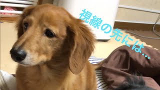 獲物を狙うダックスの目に犬の本能を見た件