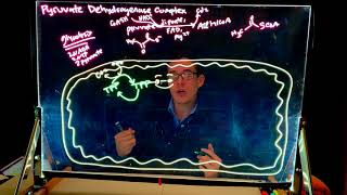 Pyruvate Dehydrogenase Complex | BIS 105 | UC Davis | Eric The Tutor