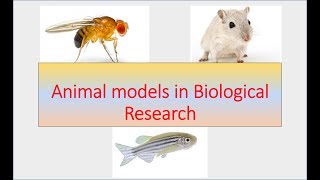 Why we use animal models in Biological research ?