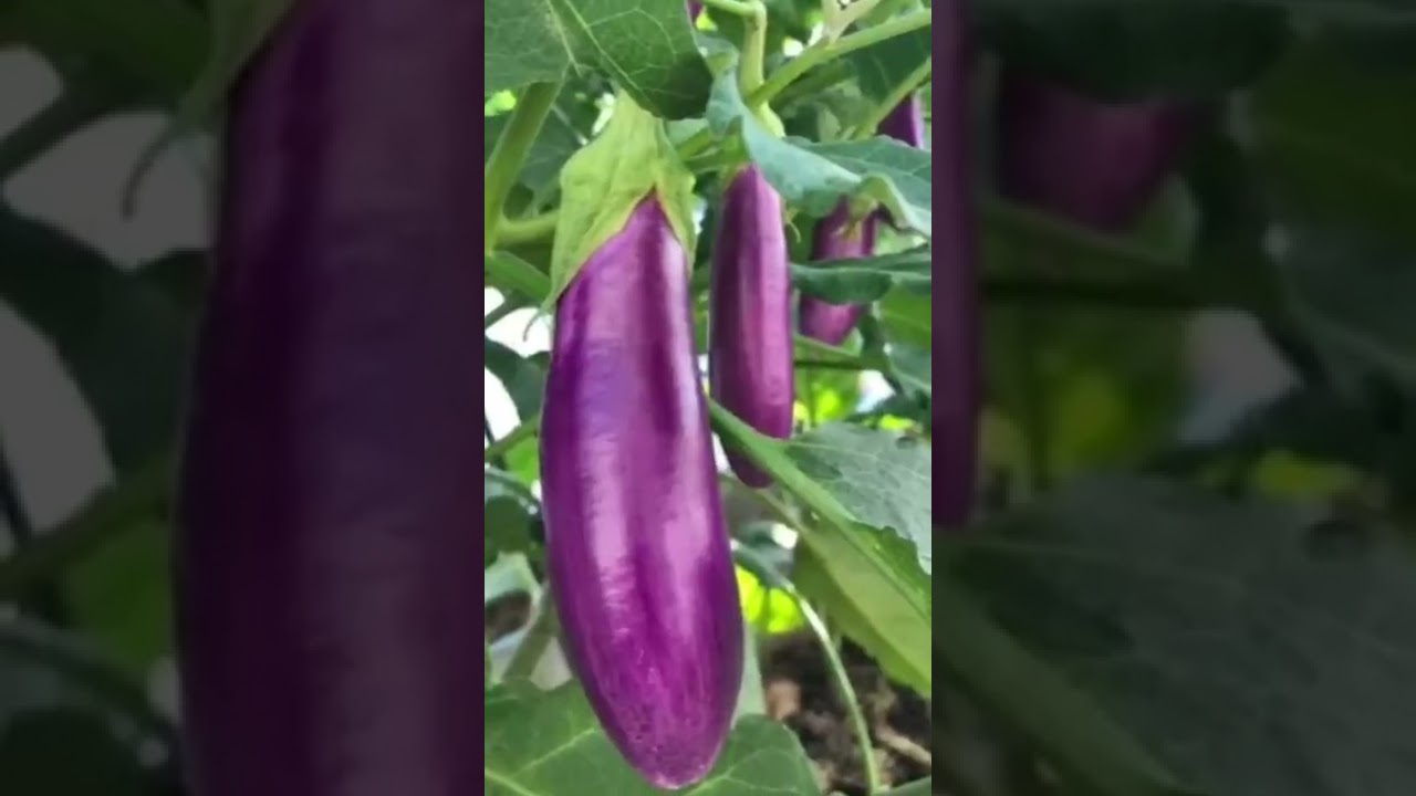 Eggplant Youtube