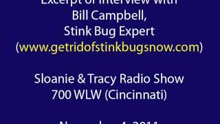 Do Stink Bugs Bite?