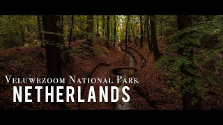 Shroom Hunting in the Netherlands | Veluwezoom National Park | Most beautiful Place in Netherlands