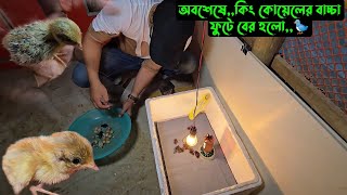 অবশেষে,,কিং কোয়েলের বাচ্চা ফুটে বের হলো,,🐦