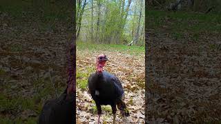 Soft Calling Jake Triggers a LOUD Gobbler!