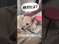 まだ遊びたい 大型犬のいるくらし 癒し 大型犬の日常 可愛い 愛犬 雑種犬