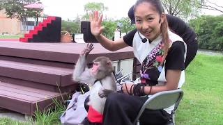 ハルちゃん🐵は休憩中です💖　　やまとなでしこ　神戸モンキーズ劇場