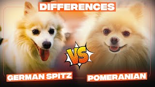 Pomeranian vs German Spitz Difference – Which one is a better dog breed for you?