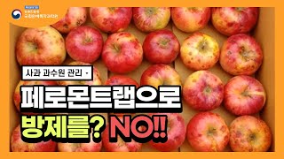 집합 페로몬 트랩으로 사과 방제를? NO!!