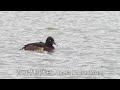 青頭潛鴨 baer s pochard