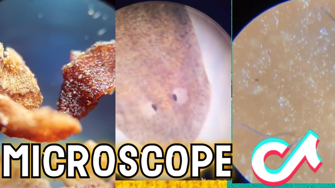 Hot Dog Under Microscope Tiktok At Stephen Bobo Blog