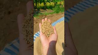 කීර සම්බා අස්වැන්න | අපේ කුඹුර #rice #paddy  #seed