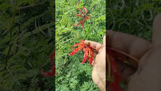 நமது மாநிலத்தின் மலர், செங்காந்தள்#trending#flowers#shortsvideo#tamilnadu