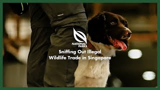 NParks Portraits | Sniffing Out Illegal Wildlife Trade in Singapore