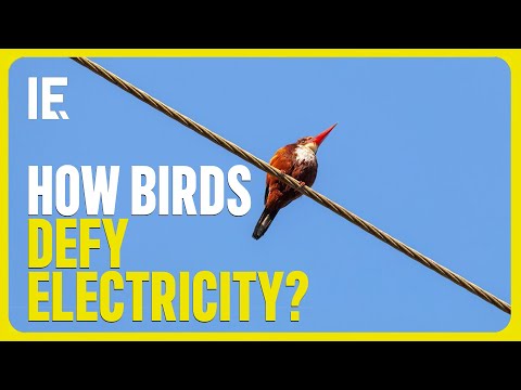 Will touching a power line kill you?