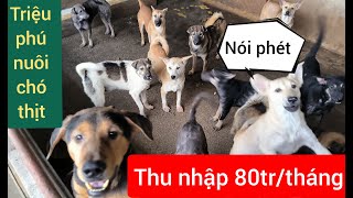 Triệu phú nuôi chó thịt thu nhập 80tr/tháng@tubeo01288