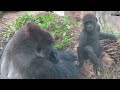 金剛迪亞哥和兒子jabali互動特輯 silverback d jeeco and son jabali collections