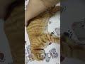 悠闲的摆烂小猫