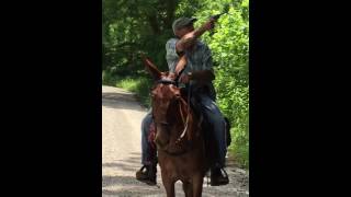 Jasper gaited John mule