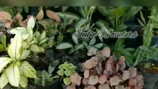 New Garden video// ഞങ്ങളുടെ പുതിയ പൂന്തോട്ടം💐