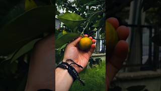 Citrus 🍊 fruit harvesting #citrusfruits #organicfarming #orange #lemon