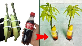 SUMMARY OF MANGO PROPAGATION TECHNIQUES with 4 different but extremely effective propagation methods