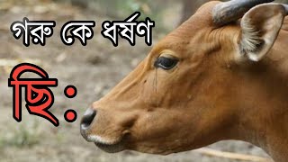 গরুকে ধর্ষণ করে গ্রেফতার এক যুবক