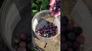 Picking Olives #olive #diy #urbangardening