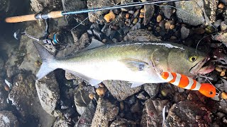 Non-stop Bluefish on Clownfish Popper \u0026 more 7/14/23 Surf Fishing South Shore Long Island