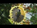 20.10.24 unsere kohlmeisen plündern die letzten sonnenblumen