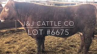 J\u0026J Cattle Co-Registered Red Angus Bulls